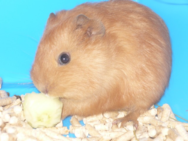 Adélka jí jablko